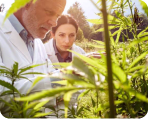 Cannabis médical